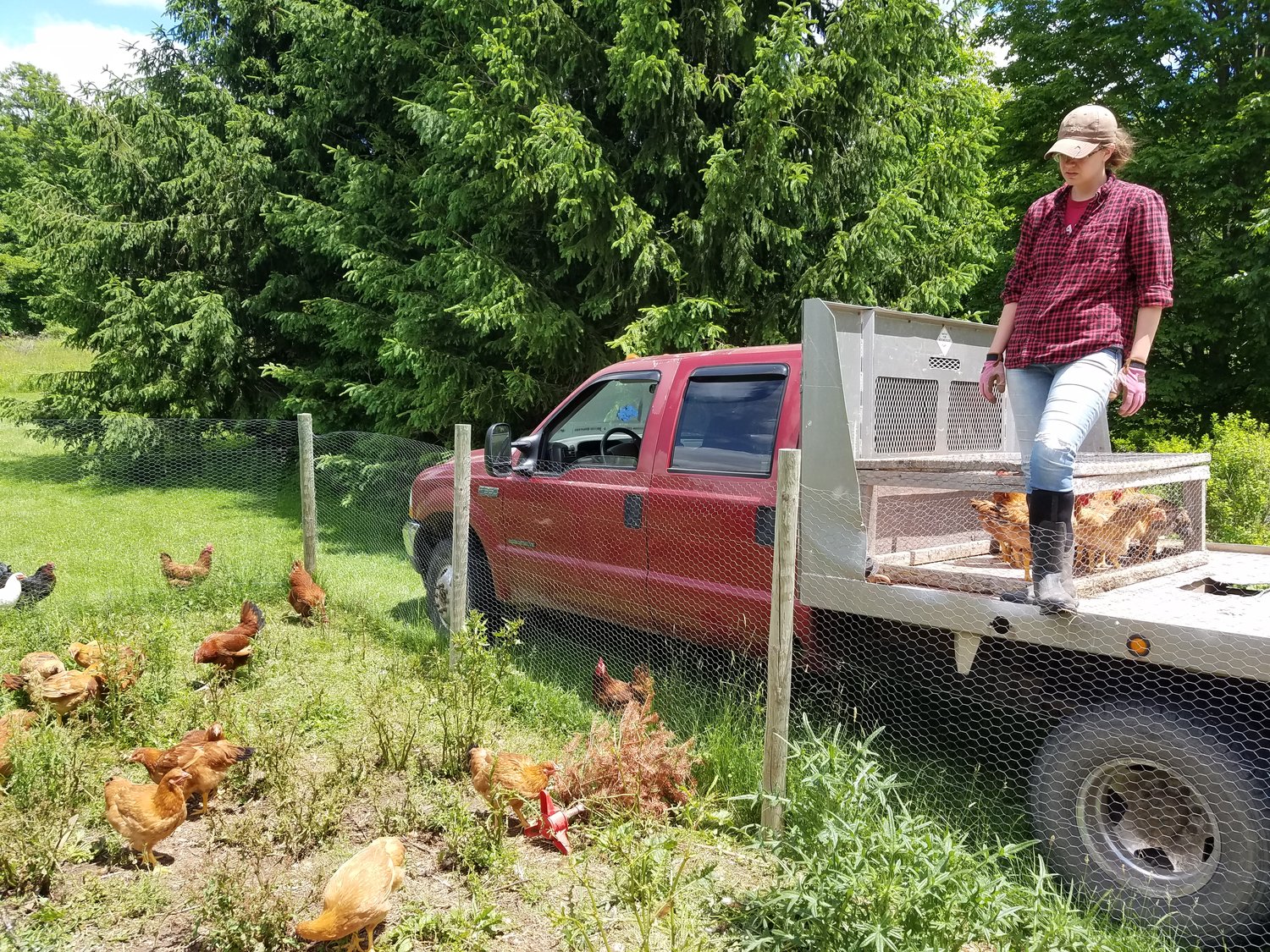 My wife Chelsea surveying our winged livestock as we load the truck to harvest our chickens.